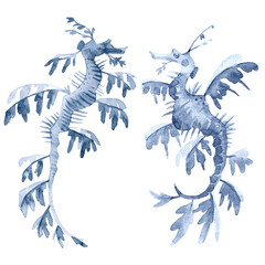 Beautiful underwater set with watercolor sea horse. Stock illustration.