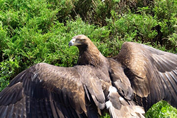 Hawk bird with spread wings in a pattern of feathers on a background of green vegetation. Wildlife and birds of prey