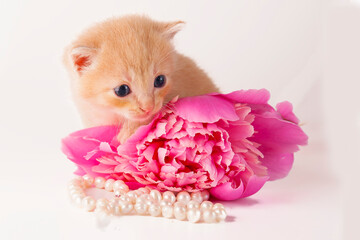 Cute little kitten with pink peony and pearls on a white background