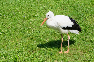 Portrait of a stork in the wild on a background of green grass near the lake. Birds and wild bird watching in nature.