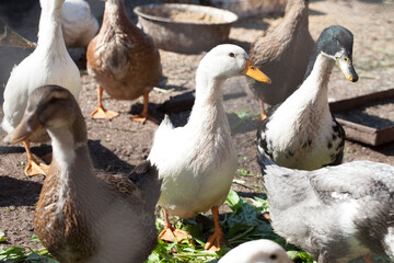 Domestic ducks walk and eat on a farm on a sunny day
