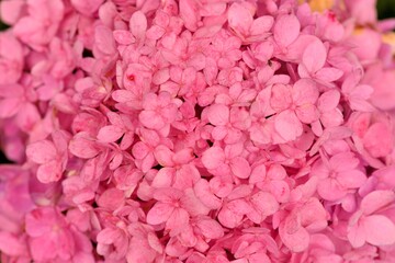 Obraz premium Hydrangea blooms on the background of the summer, in Taiwan.
