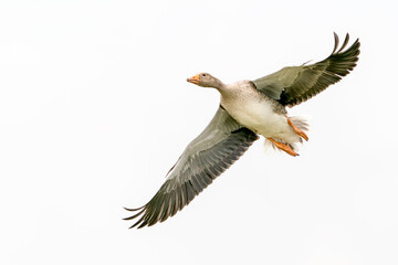 Greylag Goose (Anser anser)  in flight. Gelderland in the Netherlands. Isolated on a white background.                                                                