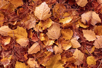 Scattered colorful red, orange and yellow fall leaves background. Colors of gold autumn. Seasonal decoration concept backdrop.