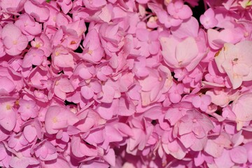 Hydrangea blooms on the background of the summer, in Taiwan.