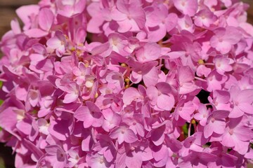 Hydrangea blooms on the background of the summer, in Taiwan.