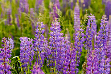 A field of lupines. Violet and pink lupin in meadow. Colorful bunch of lupines summer flower background or greeting card. Summer meadow with blooming lupins.