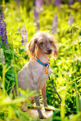 Happy pet in the sun, portrait. A dog in a blooming meadow of lilac lupins