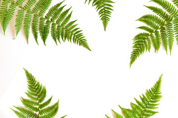Fototapeta na wymiar Flat lay. Top view. Fern on a white background. The theme of plants and flowers with copy space
