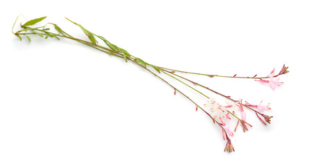 Oenothera lindheimeri, Gaura lindheimeri, and commonly known as Lindheimer's beeblossom, pink gaura