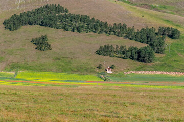 The coniferous forest with the shape of Italy in Castelluccio di Norcia, Umbria, in the period of summer flowering