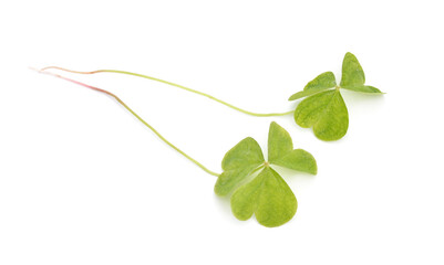 Oxalis acetosella or wood sorrel. Isolated on white background