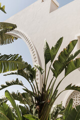 Tropical palm tree with lush green leaves near white house, resort building with blue sky...