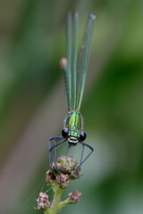 Female Western demoiselle or Yellow-tailed demoiselle (Calopteryx  xanthostoma)