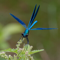 Male Western demoiselle or Yellow-tailed demoiselle male (Calopteryx  xanthostoma)
