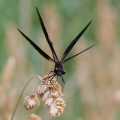 Male Copper demoiselle or Mediterranean demoiselle (Calopteryx haemorroidalis)