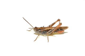 The Common field grasshopper Chorthippus brunneus isolated on white background