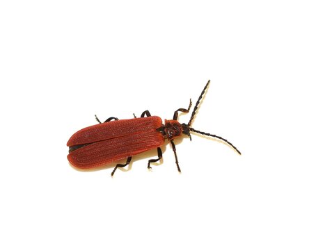 The red golden netwing beetle Dictyoptera aurora on white background