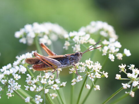 The Common field grasshopper Chorthippus brunneus on a white flower
