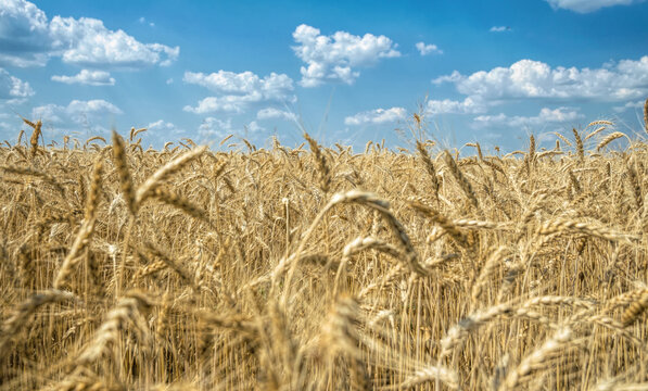 Ripe dry ears of wheat © konoplizkaya
