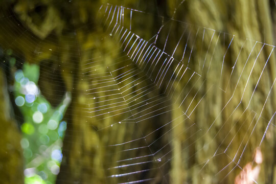 a large web on the background of a tree