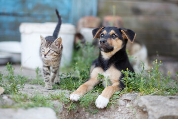 Unhappy homeless kitten and puppy on the porch of an abandoned house. The cat and the dog are friends.