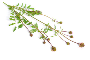 Sanguisorba officinalis, commonly known as great burnet. Isolated on white background