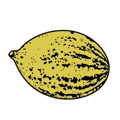 Sweet ripe melon color variation for coloring page isolated on white background