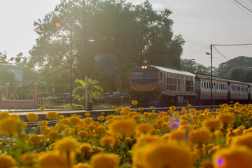 รถไฟกลางทุ่งดอกไม้