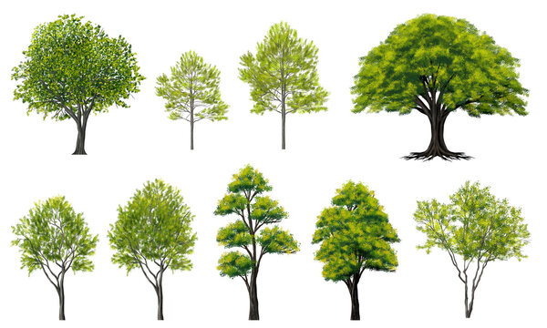 watercolor tree side view isolated on white background  for landscape and architecture layout drawing, elements for environment and garden