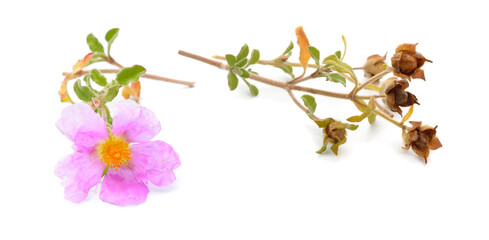 Cistus. The common name rockrose, rock rose. Isolated on white background