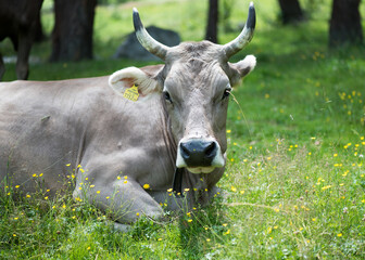 Alpine cow. Portrait of a gray beautiful cow in a high alpine meadow.
