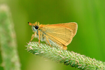 Essex Skipper Butterfly on a green leaf