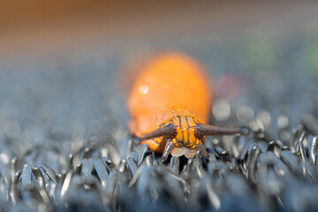 Arion lusitanicus - a species of terrestrial gastropod molluscs Snails lacking a shell, a slug. Representatives of this species cause serious harm to agriculture in many European countries. 