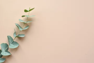 Foto op Canvas A branch of eucalyptus on a beige background. Minimalism. Eco cosmetics. Flat lay, top view, copy space. © Irina Lesovaia
