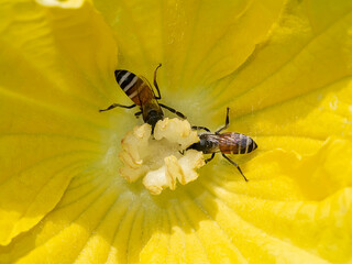 Close up of winter melon flower with insect are pollination.