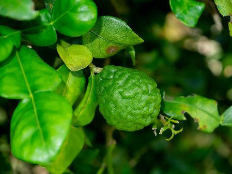 Green Kaffir lime fruit or limau purut in the garden