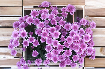 Fototapeta na wymiar Pink aster colorful flowers blooming decorative on light wood wall background