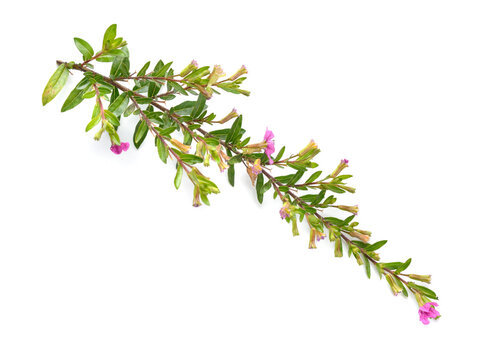 Cuphea hyssopifolia, the false heather, Mexican heather, Hawaiian heather or elfin herb. Isolated