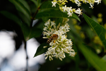 Biene sammelt Honig und Pollen 