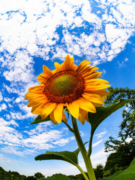 Bright sunflower against the sky, natural background