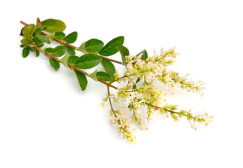 Ligustrum vulgare, wild privet, also sometimes known as common privet or European privet. Isolated.