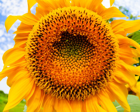 Bright sunflower natural background, flowers background