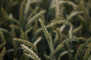 Background from green ears of wheat field
