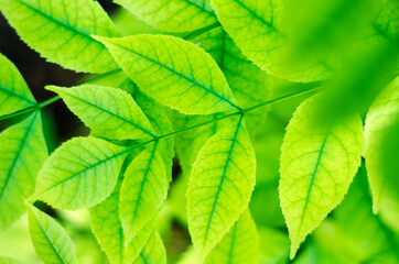 green leaves