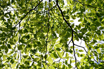 Beech branches with fresh young leaves in a sunny spring day seen from below. Natural background