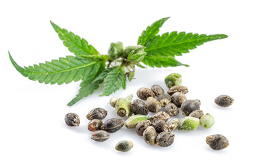Cannabis leaves and seeds isolated on white background. Close up.
