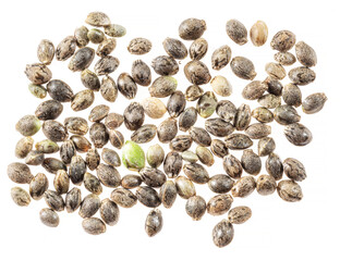 Cannabis seeds isolated on white background. Close up.