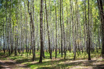Fototapeta premium Beautiful autumn birch forest.
