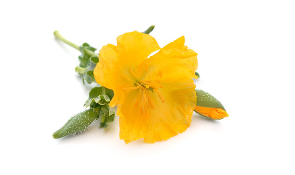 Glaucium flavum, the yellow horned poppy, yellow hornpoppy or sea poppy. Isolated on white background